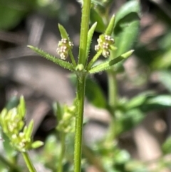 Galium gaudichaudii subsp. gaudichaudii (Rough bedstraw) at Majura, ACT - 26 Sep 2021 by JaneR