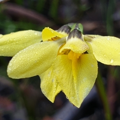 Diuris chryseopsis (Golden Moth) at Holt, ACT - 27 Sep 2021 by drakes