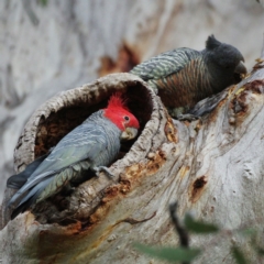 Callocephalon fimbriatum (Gang-gang Cockatoo) at Farrer, ACT - 27 Sep 2021 by regeraghty