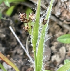 Luzula densiflora (Dense Wood-rush) at Majura, ACT - 26 Sep 2021 by JaneR