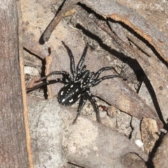 Nyssus albopunctatus (White-spotted swift spider) at Bruce Ridge - 27 Sep 2021 by AlisonMilton