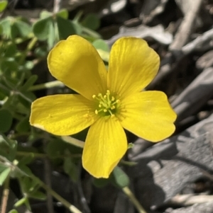 Oxalis sp. at Majura, ACT - 26 Sep 2021 02:46 PM