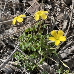 Oxalis sp. at Majura, ACT - 26 Sep 2021 02:46 PM