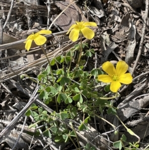 Oxalis sp. at Majura, ACT - 26 Sep 2021