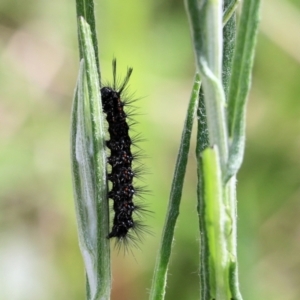 Nyctemera amicus at Glenroy, NSW - 27 Sep 2021