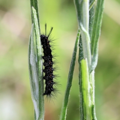 Nyctemera amicus (Senecio Moth, Magpie Moth, Cineraria Moth) at Nail Can Hill - 27 Sep 2021 by Kyliegw