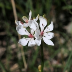 Burchardia umbellata (Milkmaids) at Nail Can Hill - 27 Sep 2021 by Kyliegw