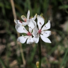 Burchardia umbellata (Milkmaids) at Nail Can Hill - 27 Sep 2021 by KylieWaldon