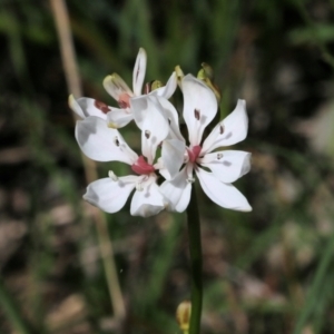 Burchardia umbellata at Glenroy, NSW - 27 Sep 2021