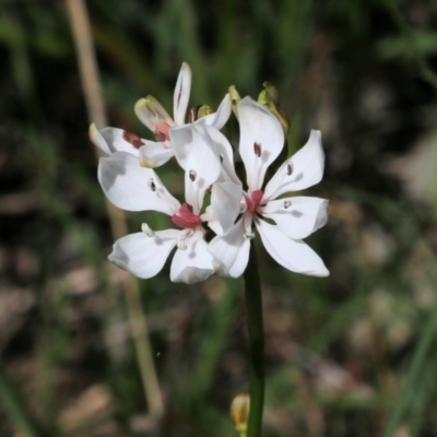 Burchardia umbellata (Milkmaids) at Nail Can Hill - 27 Sep 2021 by Kyliegw
