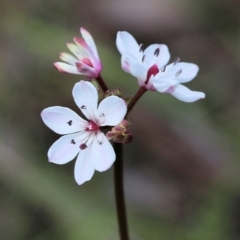 Burchardia umbellata at Glenroy, NSW - 27 Sep 2021 10:02 AM