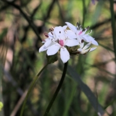 Burchardia umbellata at Glenroy, NSW - 27 Sep 2021
