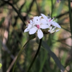 Burchardia umbellata at Glenroy, NSW - 27 Sep 2021 10:02 AM