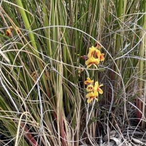 Dillwynia sp. Yetholme (P.C.Jobson 5080) NSW Herbarium at Campbell, ACT - 26 Sep 2021 02:45 PM