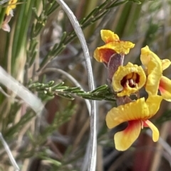 Dillwynia sp. Yetholme (P.C.Jobson 5080) NSW Herbarium at Campbell, ACT - 26 Sep 2021 02:45 PM