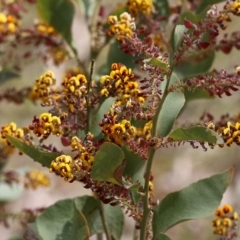 Daviesia latifolia (Hop Bitter-Pea) at Nail Can Hill - 27 Sep 2021 by Kyliegw