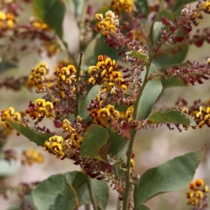 Daviesia latifolia at Glenroy, NSW - 27 Sep 2021 11:09 AM