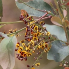 Daviesia latifolia at Glenroy, NSW - 27 Sep 2021