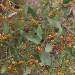 Daviesia latifolia at Glenroy, NSW - 27 Sep 2021
