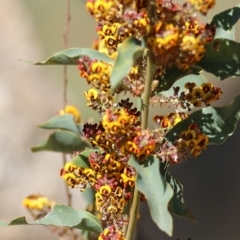 Daviesia latifolia at Glenroy, NSW - 27 Sep 2021