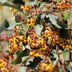 Daviesia latifolia at Glenroy, NSW - 27 Sep 2021 11:09 AM