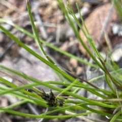 Schoenus apogon (Common Bog Sedge) at Mount Ainslie - 26 Sep 2021 by JaneR