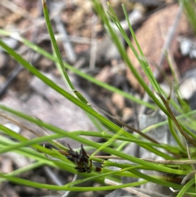 Schoenus apogon (Common Bog Sedge) at Mount Ainslie - 26 Sep 2021 by JaneR