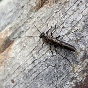 Plecoptera sp. (order) at Murrumbateman, NSW - 27 Sep 2021