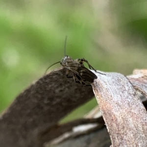 Plecoptera sp. (order) at Murrumbateman, NSW - 27 Sep 2021