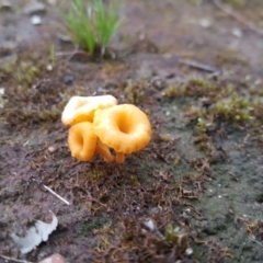 Lichenomphalia chromacea (Yellow Navel) at Karabar, NSW - 25 Sep 2021 by ElizaL