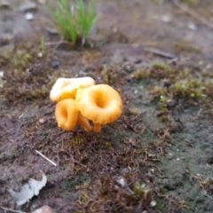 Lichenomphalia chromacea (Yellow Navel) at Mount Jerrabomberra - 25 Sep 2021 by ElizaL