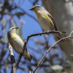 Pardalotus striatus (Striated Pardalote) at Bruce Ridge - 27 Sep 2021 by AlisonMilton