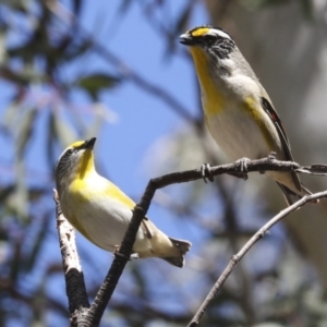 Pardalotus striatus at Bruce, ACT - 27 Sep 2021