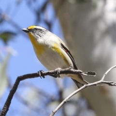 Pardalotus striatus at Bruce, ACT - 27 Sep 2021