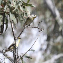 Pardalotus striatus at Bruce, ACT - 27 Sep 2021