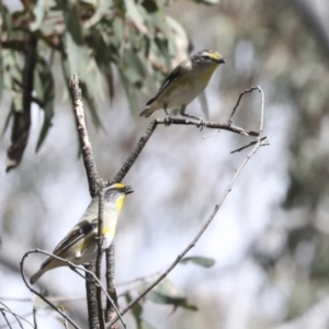 Pardalotus striatus at Bruce, ACT - 27 Sep 2021