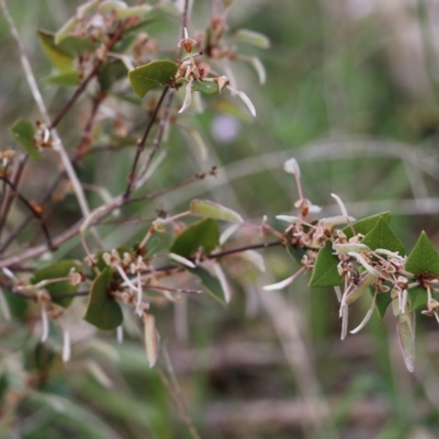 Platylobium formosum (Handsome Flat Pea) at Nail Can Hill - 27 Sep 2021 by KylieWaldon