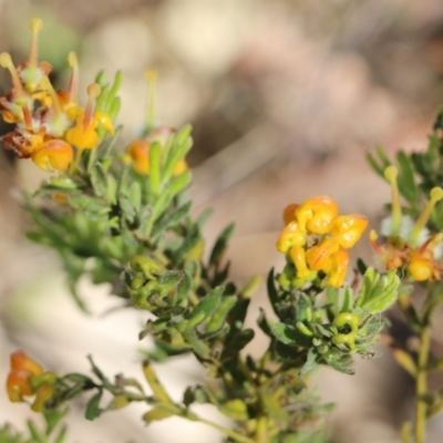 Grevillea alpina (Mountain Grevillea / Cat's Claws Grevillea) at Nail Can Hill - 26 Sep 2021 by Kyliegw