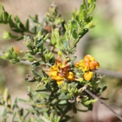 Grevillea alpina at Glenroy, NSW - 27 Sep 2021 09:58 AM