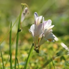 Freesia leichtlinii subsp. leichtlinii x Freesia leichtlinii subsp. alba (Freesia) at Albury - 27 Sep 2021 by Kyliegw