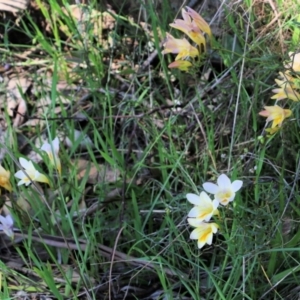 Freesia leichtlinii subsp. leichtlinii x Freesia leichtlinii subsp. alba at Glenroy, NSW - 27 Sep 2021 10:04 AM