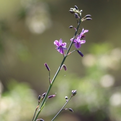 Arthropodium fimbriatum (Nodding Chocolate Lily) at Nail Can Hill - 27 Sep 2021 by Kyliegw