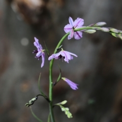 Arthropodium fimbriatum at Glenroy, NSW - 27 Sep 2021