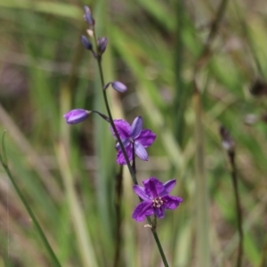 Arthropodium fimbriatum at Glenroy, NSW - 27 Sep 2021 11:02 AM