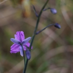 Arthropodium fimbriatum at Glenroy, NSW - 27 Sep 2021 11:02 AM