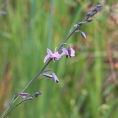 Arthropodium fimbriatum at Glenroy, NSW - 27 Sep 2021 11:02 AM