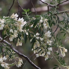 Chamaecytisus palmensis (Tagasaste, Tree Lucerne) at Glenroy, NSW - 27 Sep 2021 by KylieWaldon