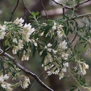 Chamaecytisus palmensis at Glenroy, NSW - 27 Sep 2021 11:10 AM