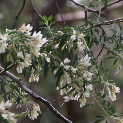 Chamaecytisus palmensis (Tagasaste, Tree Lucerne) at Nail Can Hill - 27 Sep 2021 by Kyliegw