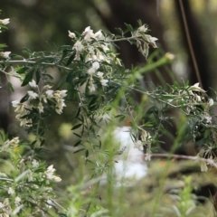 Chamaecytisus palmensis at Glenroy, NSW - 27 Sep 2021